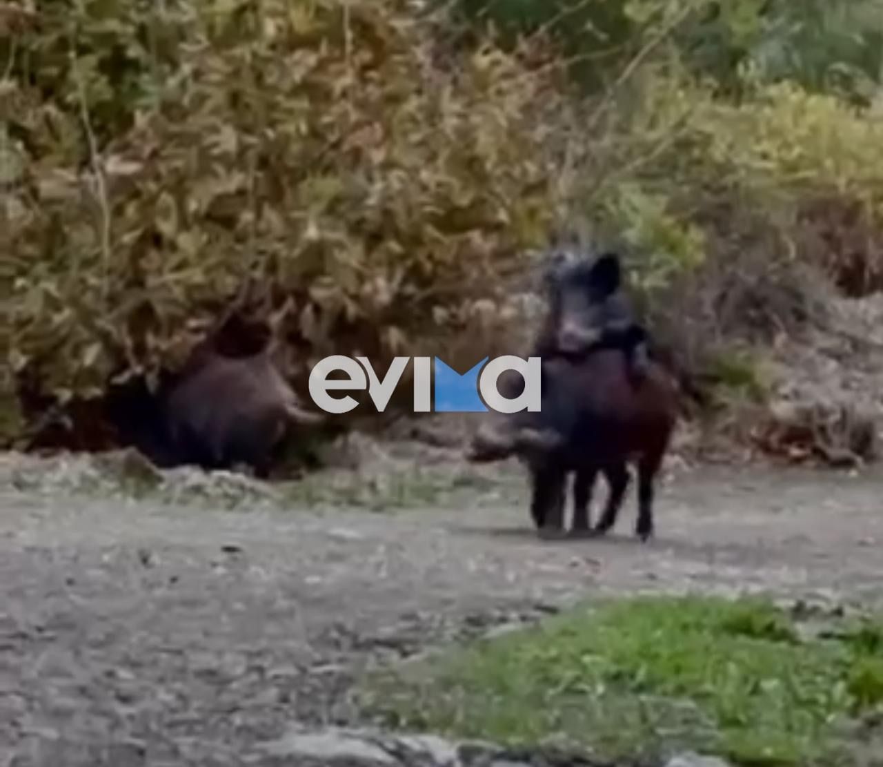 Σοβαρό περιστατικό με αγριογούρουνα στην Εύβοια: «Πήγαν να μου επιτεθούν» 