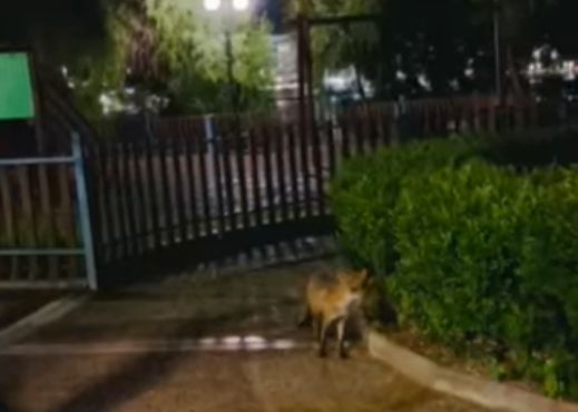 Απίστευτο περιστατικό στην Εύβοια: Αλεπού έκανε βόλτες σε παιδική χαρά