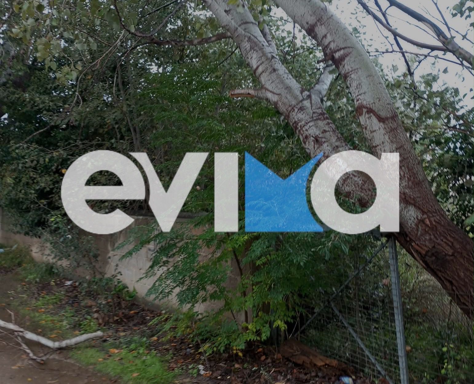 Κακοκαιρία στην Εύβοια: Τεράστιο δέντρο πήρε επικίνδυνη κλίση σε κεντρικό δρόμο (pics)