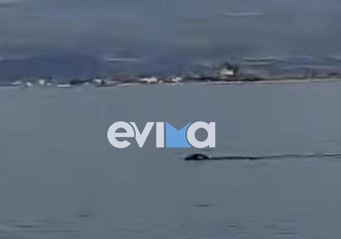 Μαγικές εικόνες στον Ευβοϊκό: Μια φώκια και 20 δελφίνια χάρισαν μοναδικό θέαμα! Δείτε βίντεο