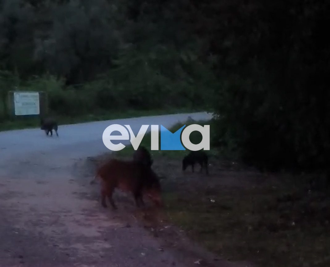Εύβοια: Αγριογούρουνα κάνουν βόλτες δίπλα στο Δημοτικό Σχολείο Κύμης – Ανησυχία στους κατοίκους (vid)