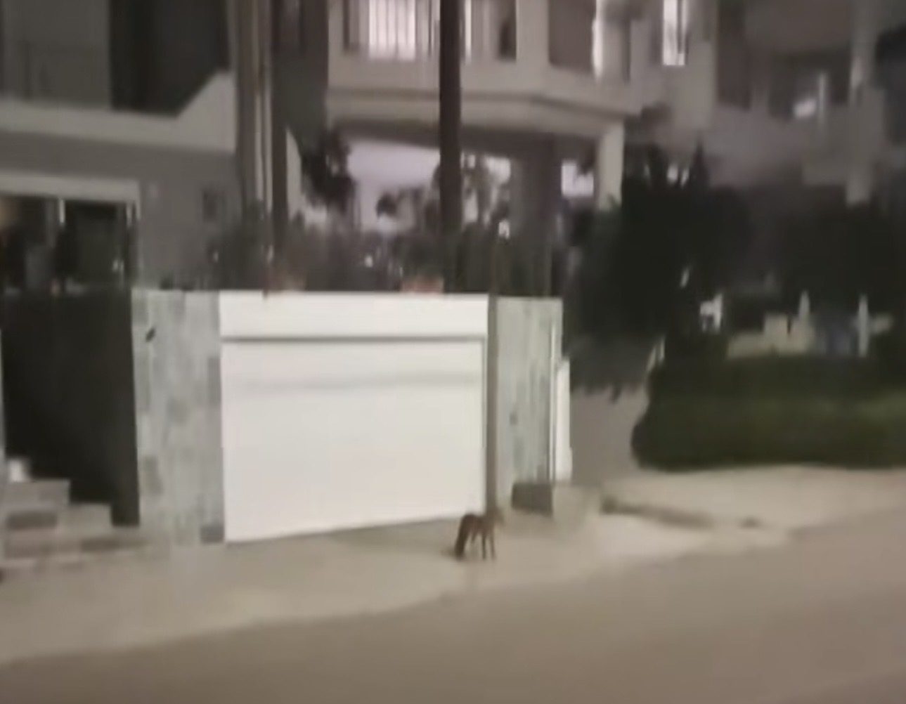 Αλεπού έκανε βόλτα σε κεντρικό δρόμο της Εύβοιας